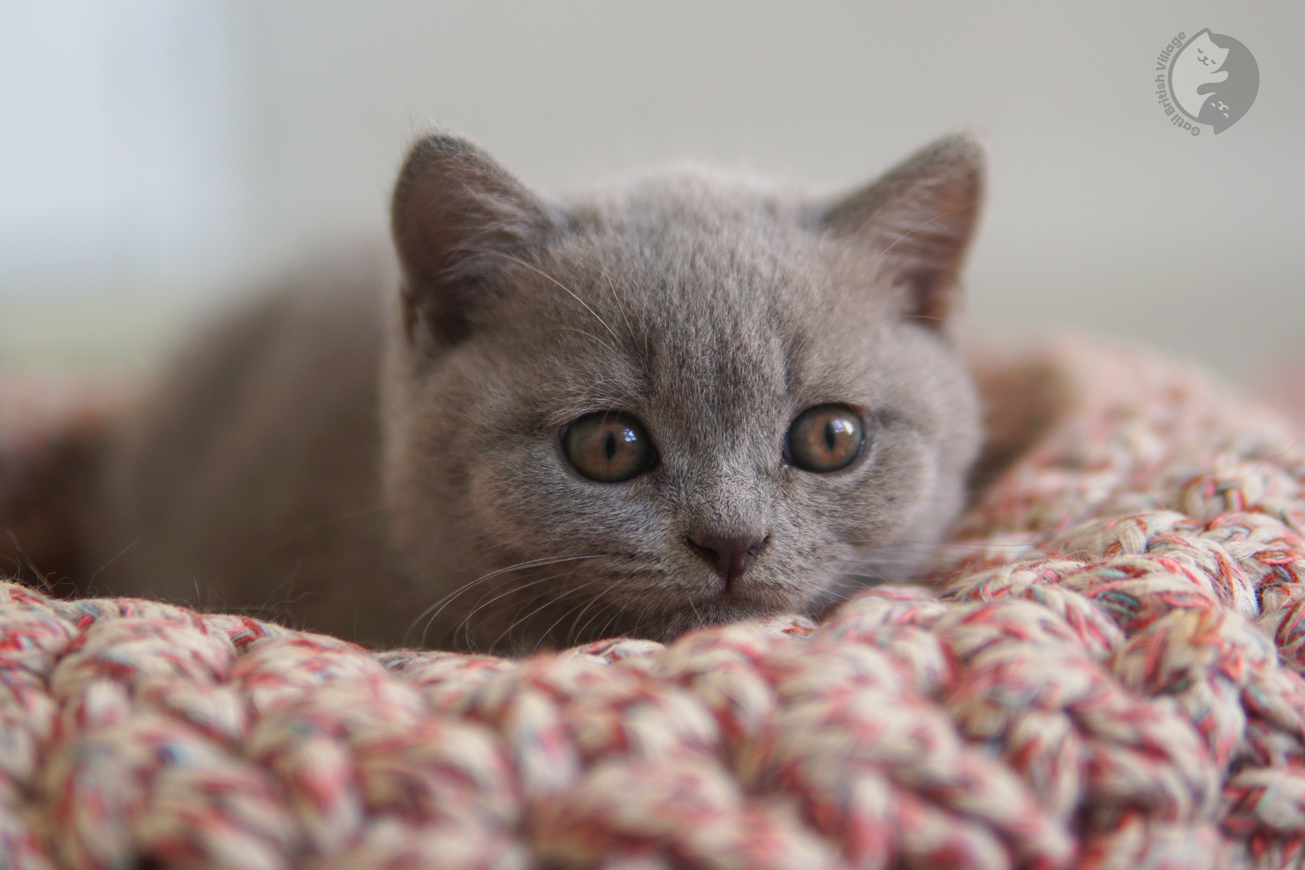 Charming lilac-coated kitten - photo 21