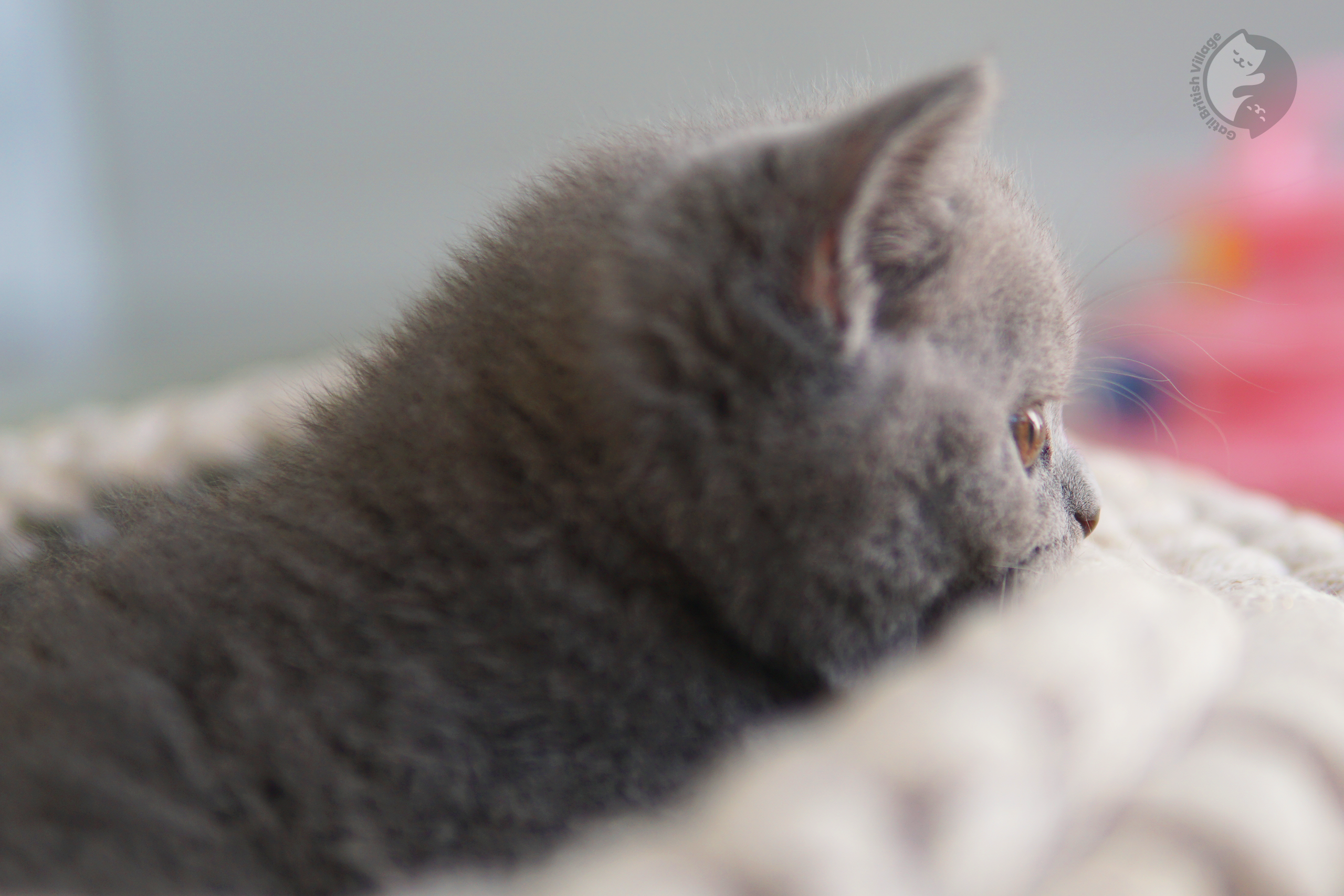 Pedigree cat relaxing - photo 23