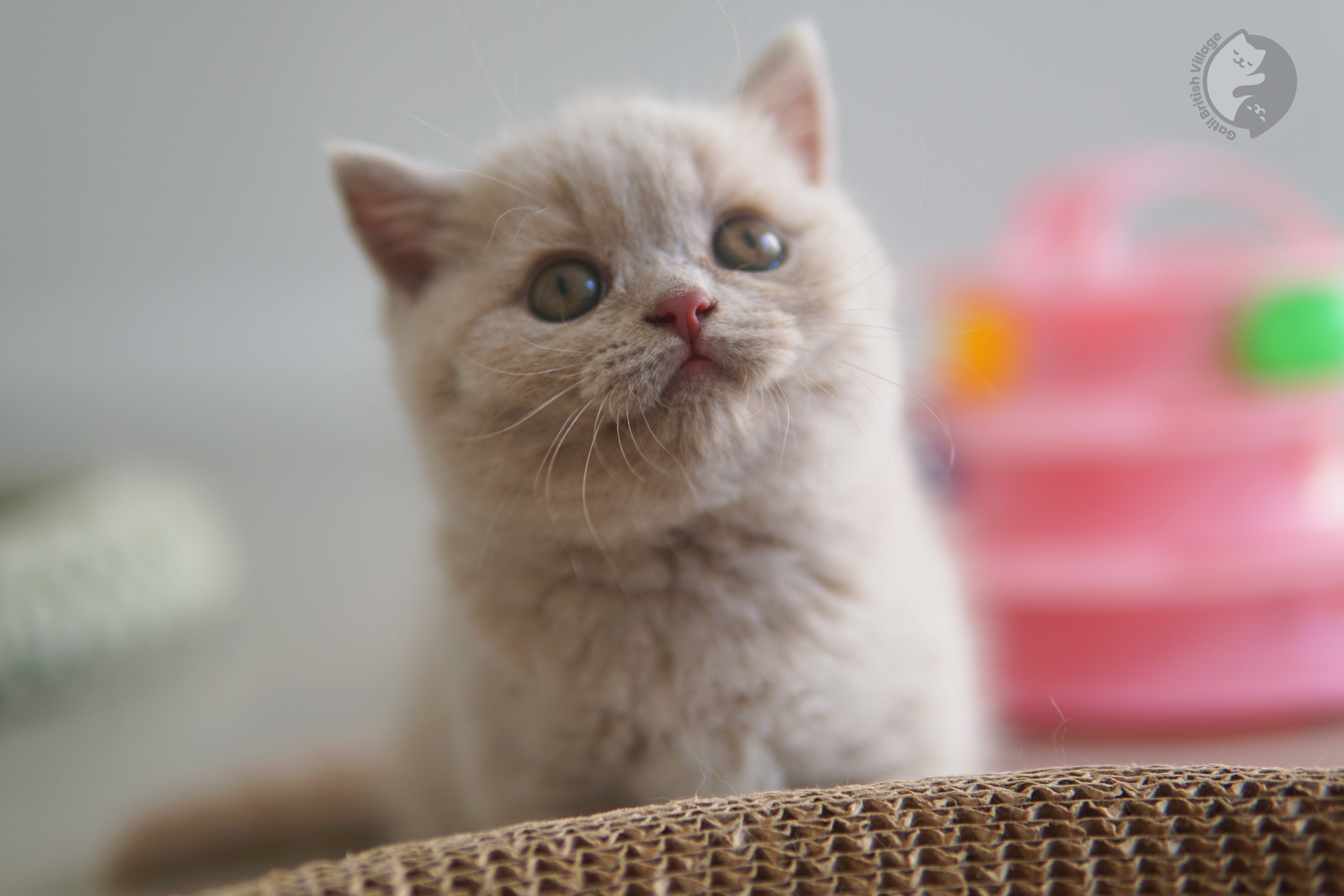Kitten with a peaceful look - photo 25