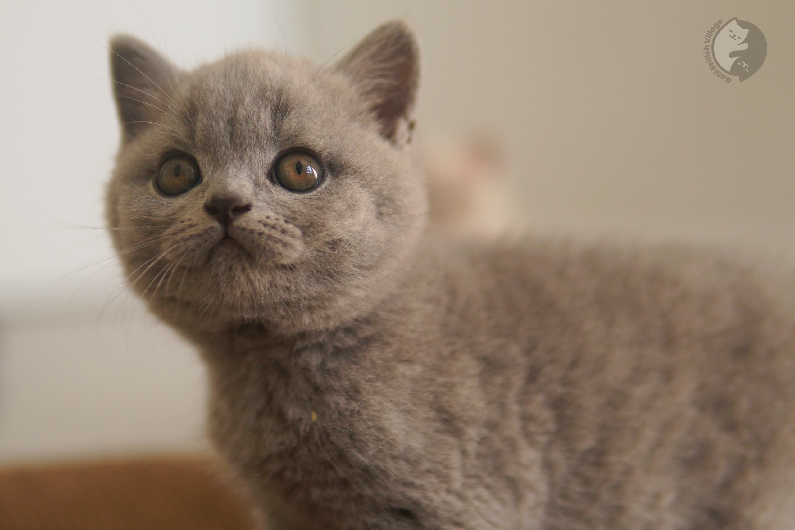 Group of British Shorthair kittens - photo 29