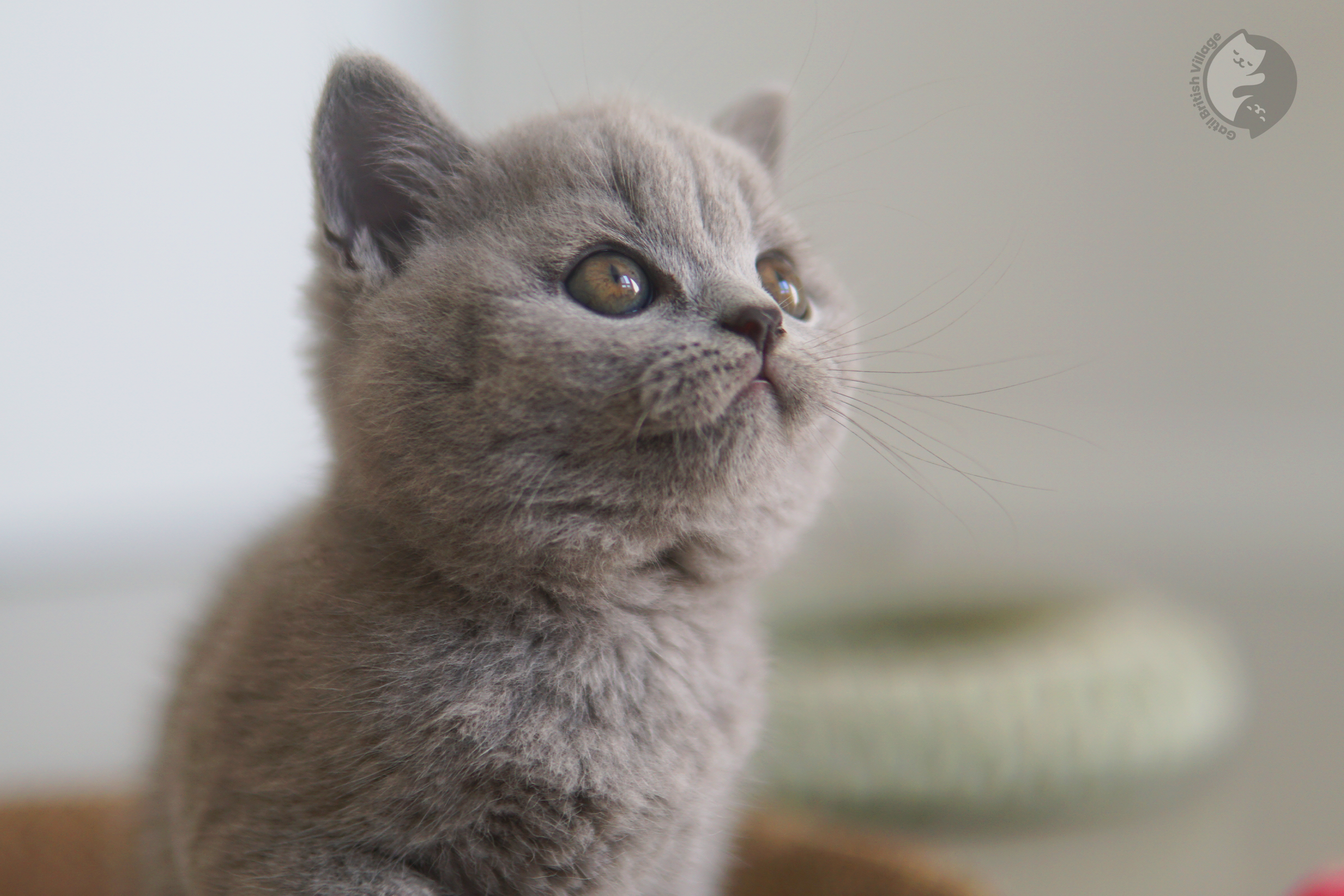Happy British Shorthair kitten - photo 30