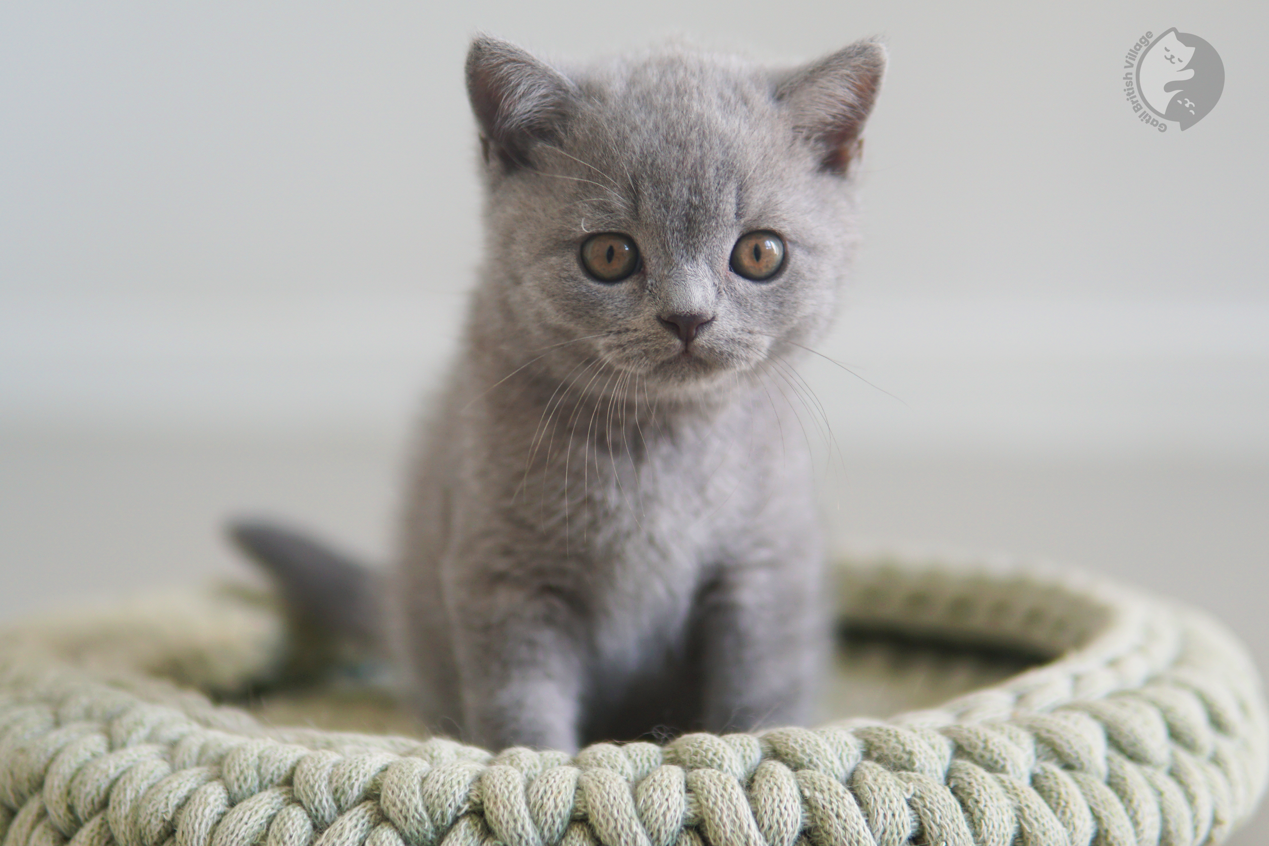 Kitten taking its first steps - photo 31