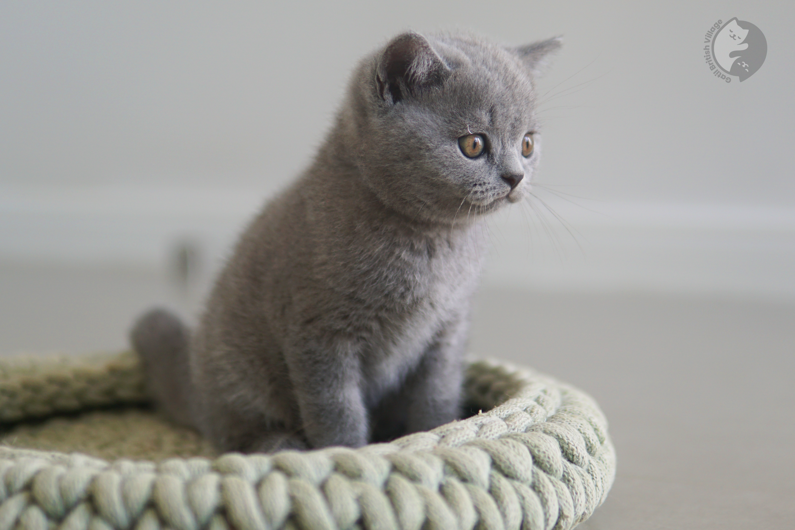 Kitten with plush-toy appearance - photo 32