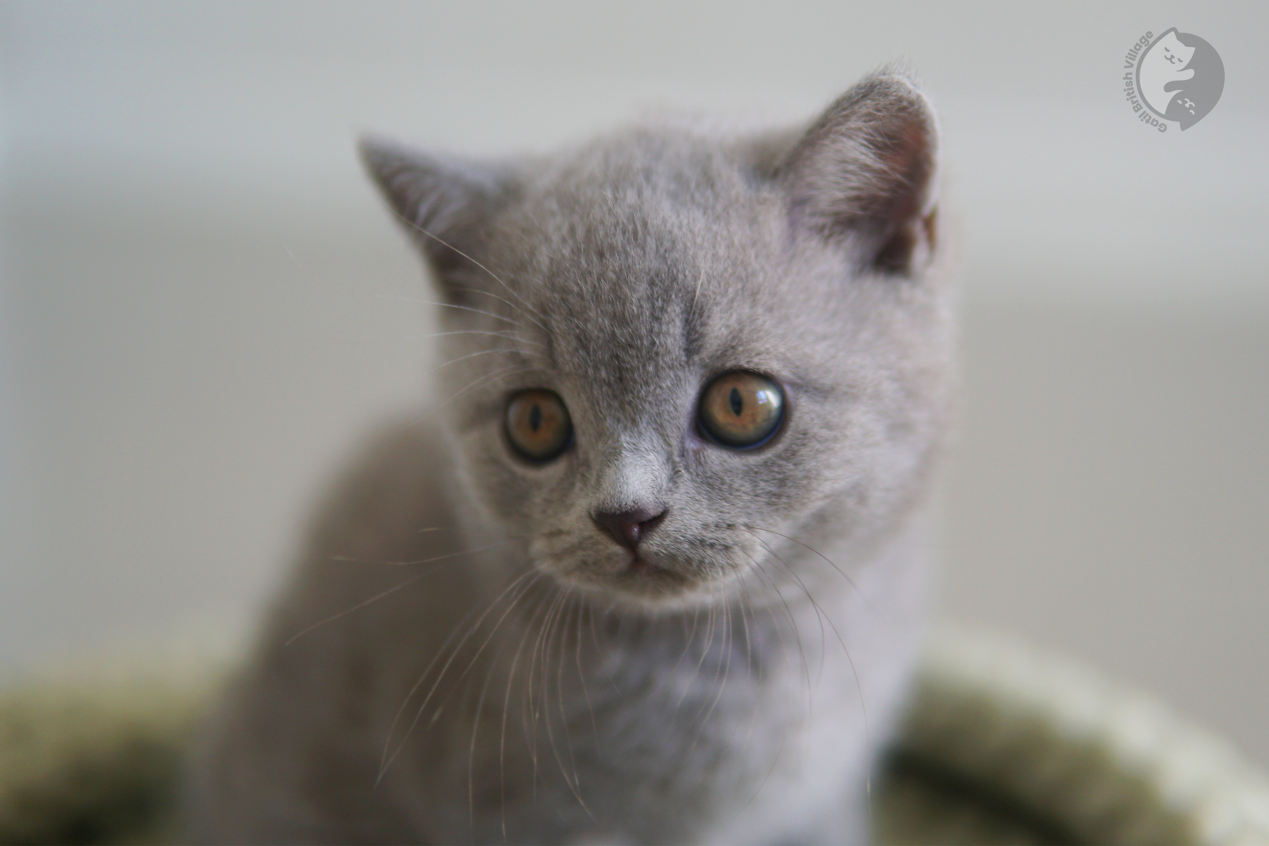 Alert British Shorthair kitten - photo 33