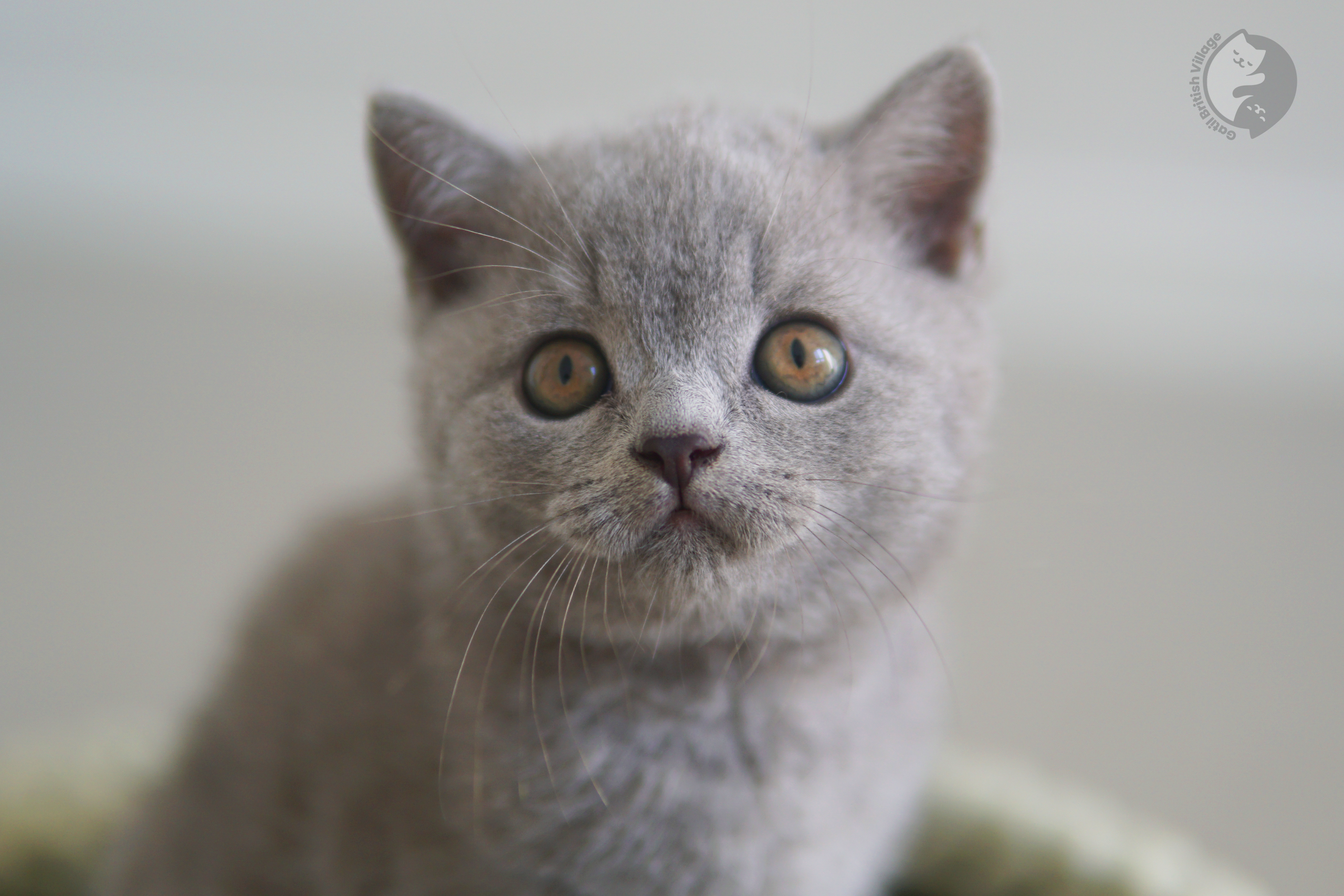 Newborn kitten on soft blanket - photo 34