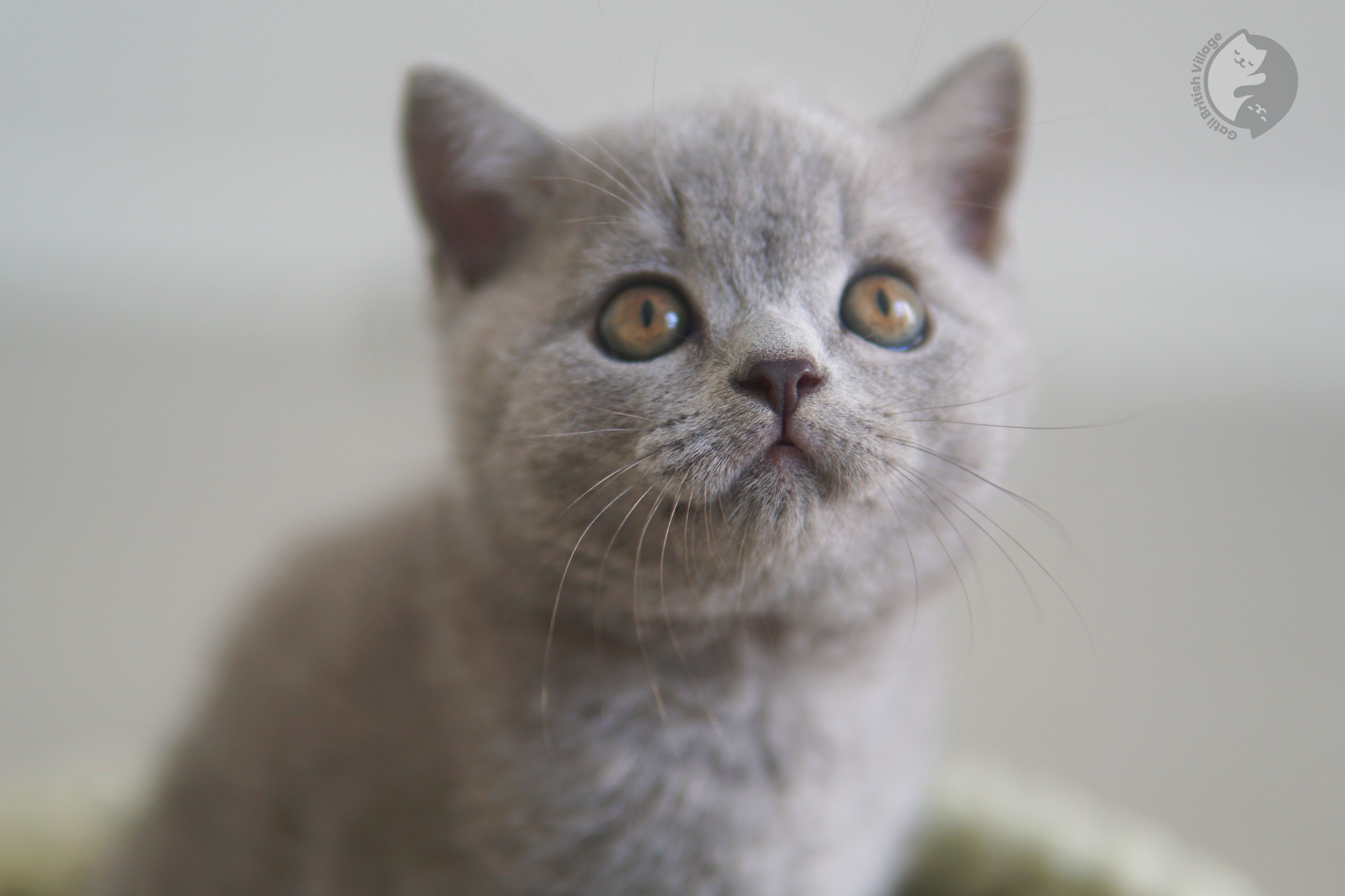 Kitten in a peaceful environment - photo 36