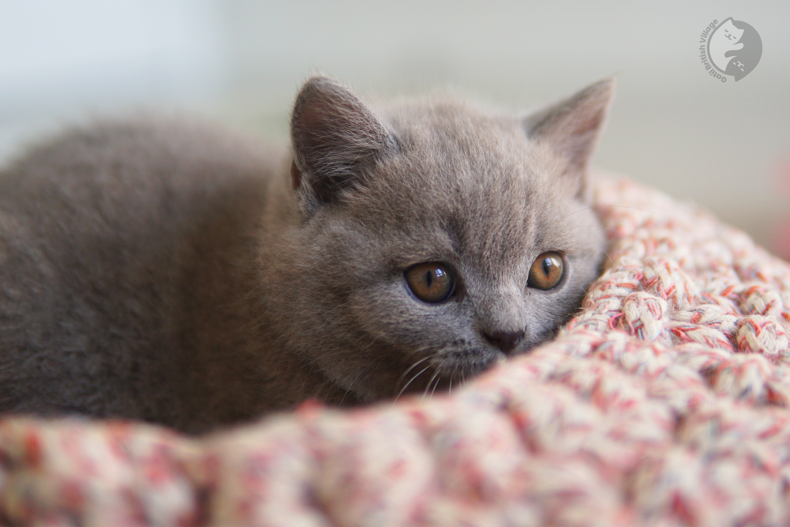 Peaceful moment for the kitten - photo 38