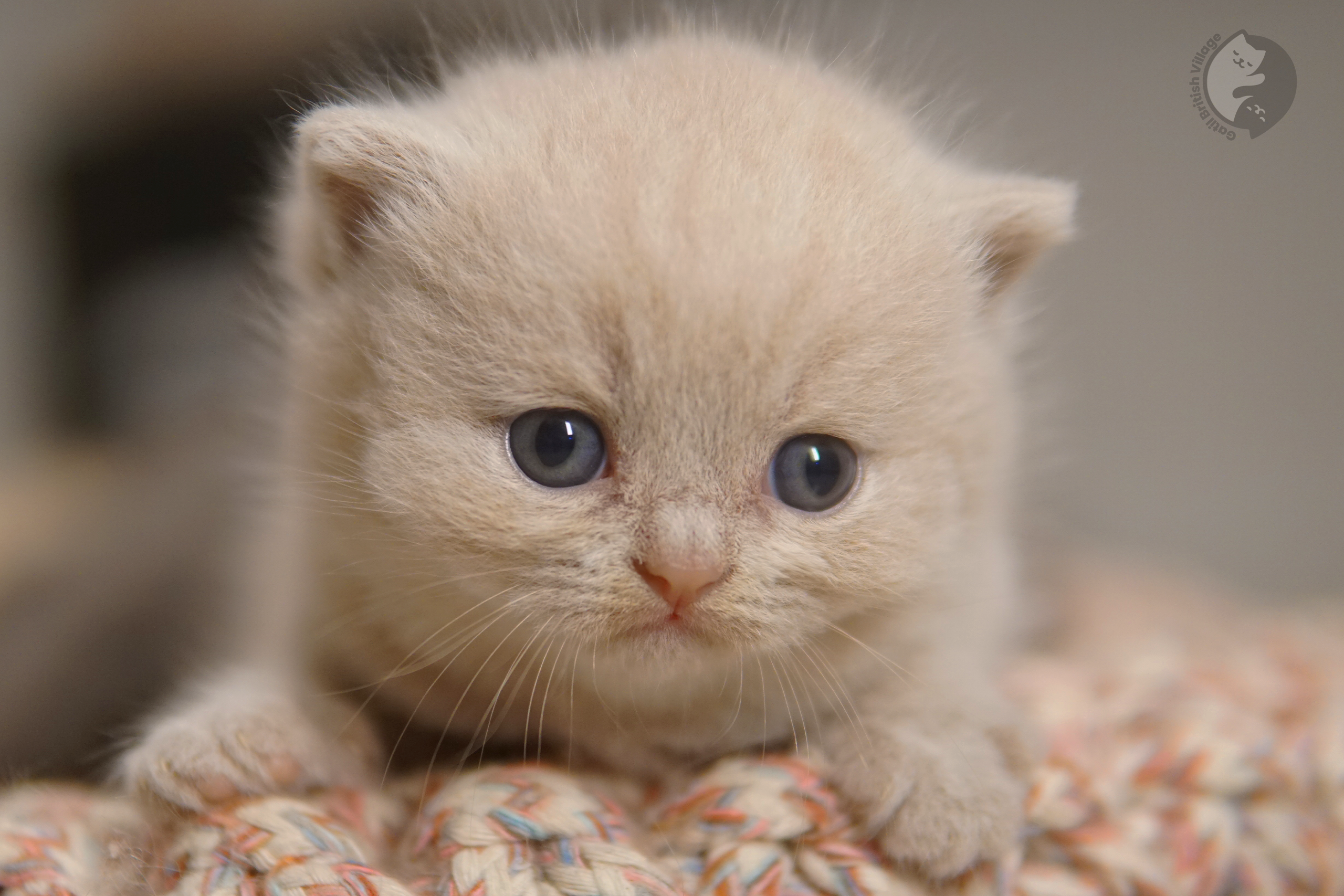 Kitten on a fluffy white blanket - photo 51