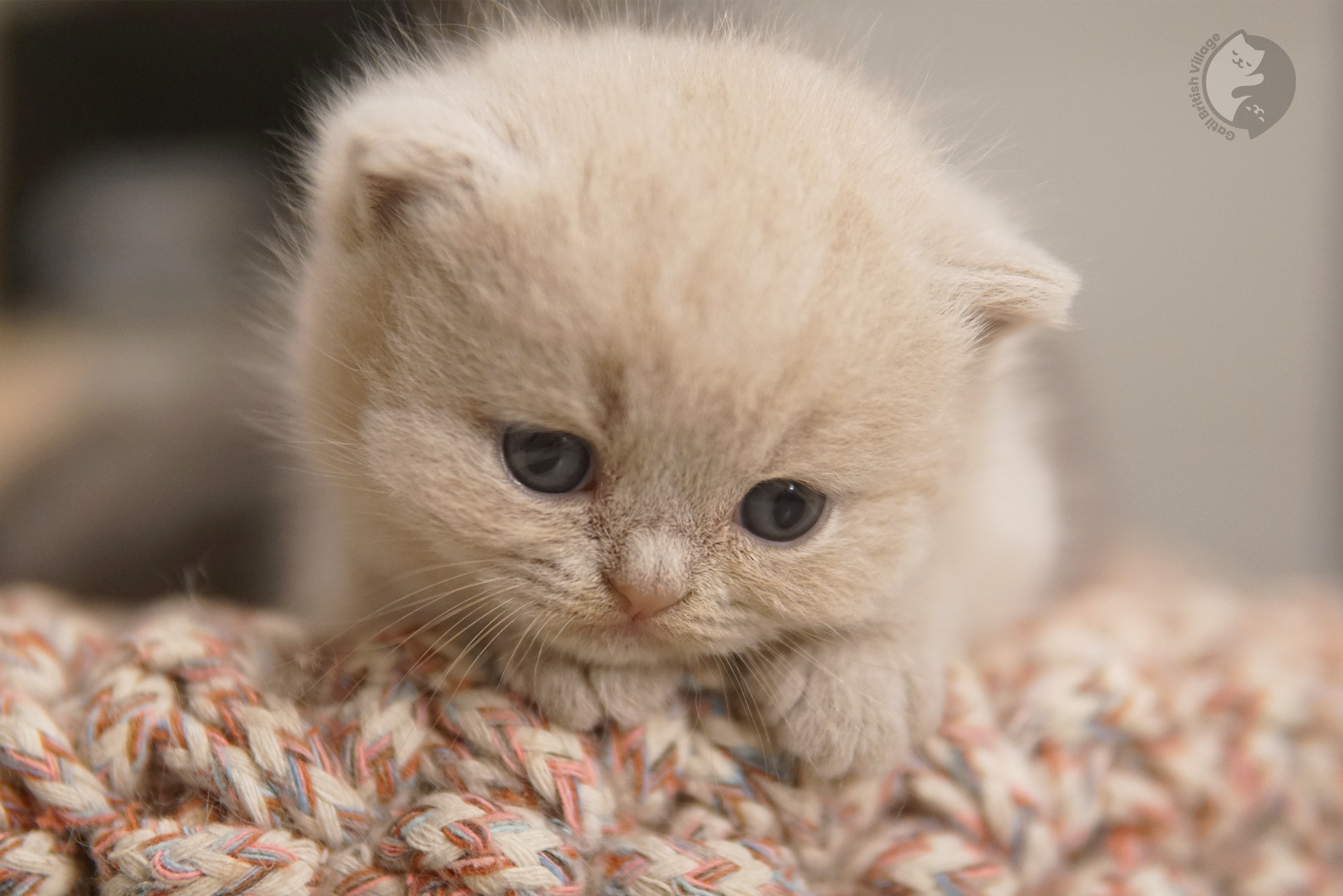 Close-up of curious kitten's nose - photo 54