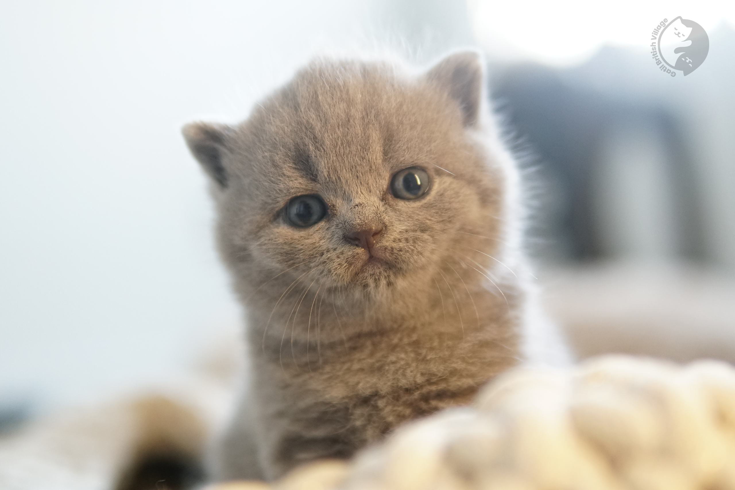 Kitten lying in relaxed pose - photo 56
