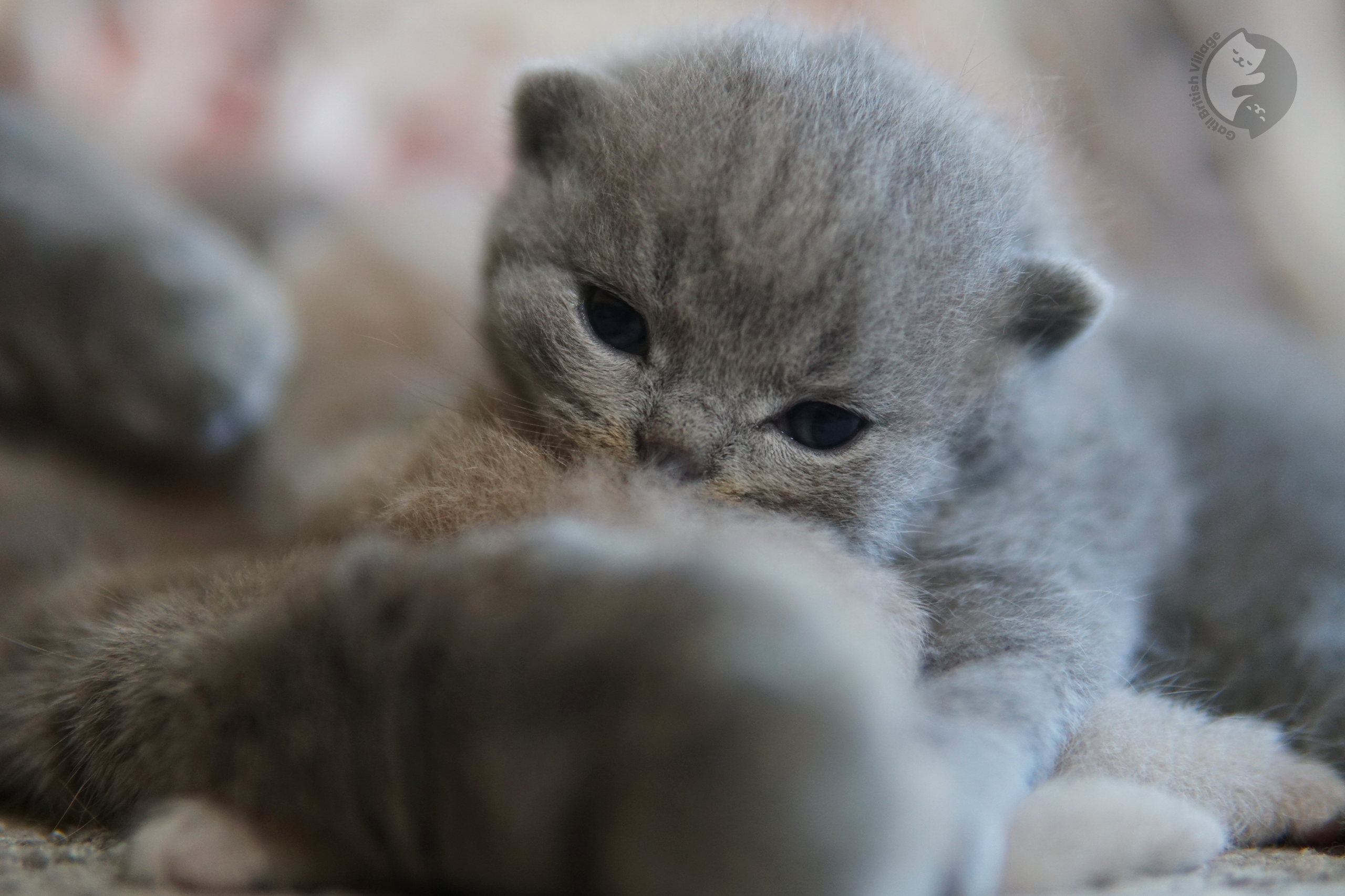 Kitten hidden among soft blankets - photo 59