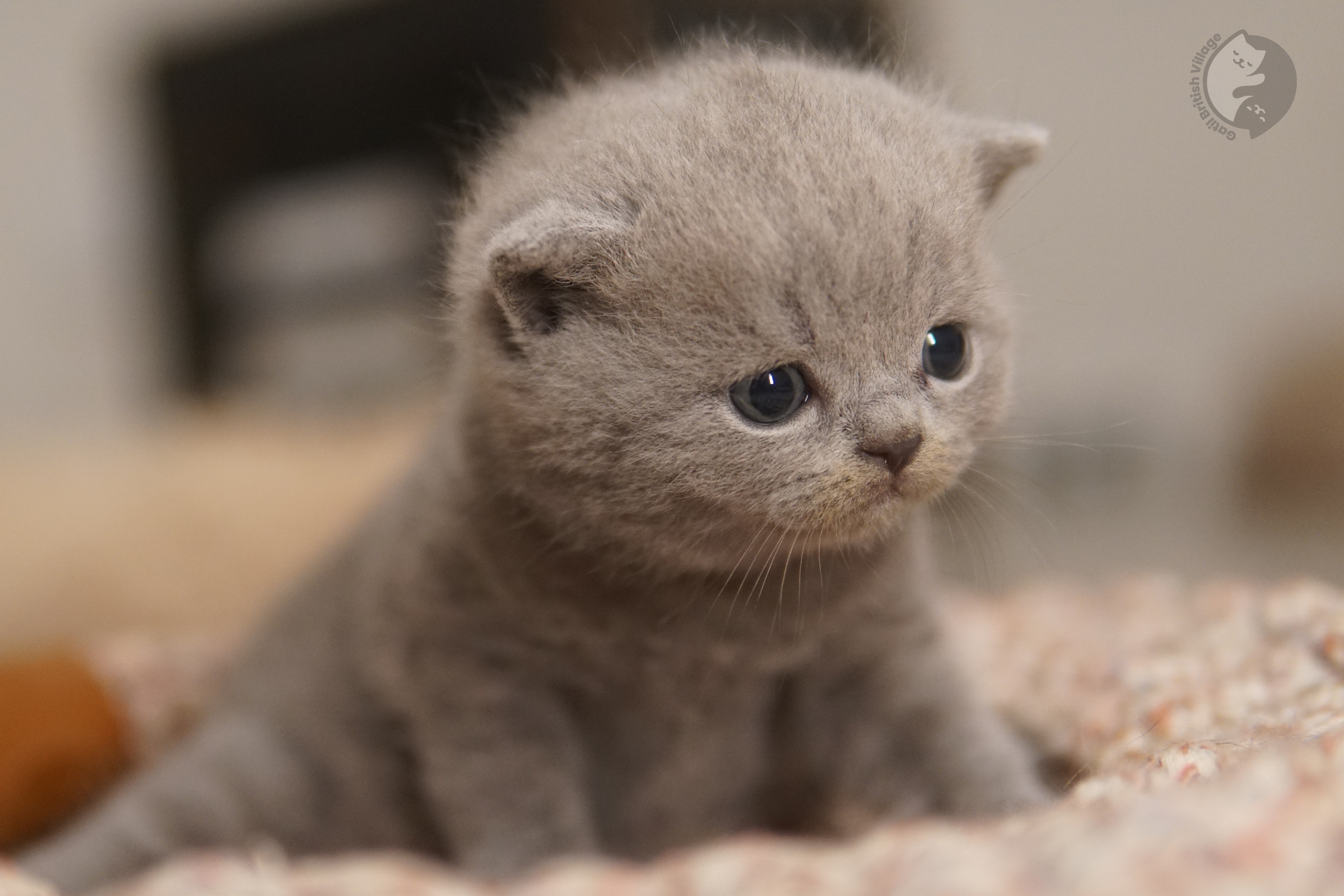 Kitten lying with a serene gaze - photo 62