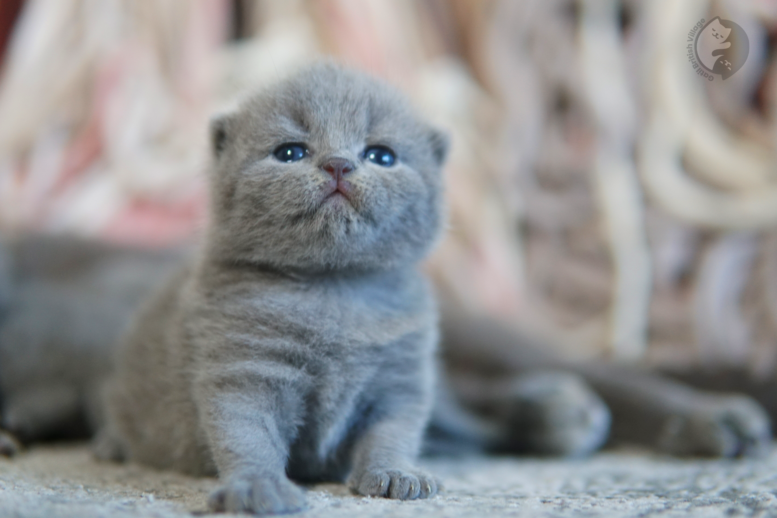 Blue kitten lying like a prince - photo 64