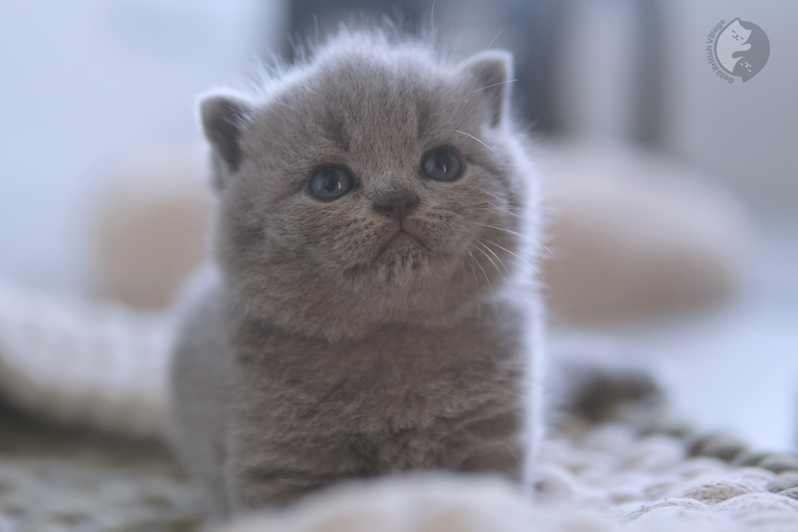 Kitten cuddled in a cozy lap - photo 70