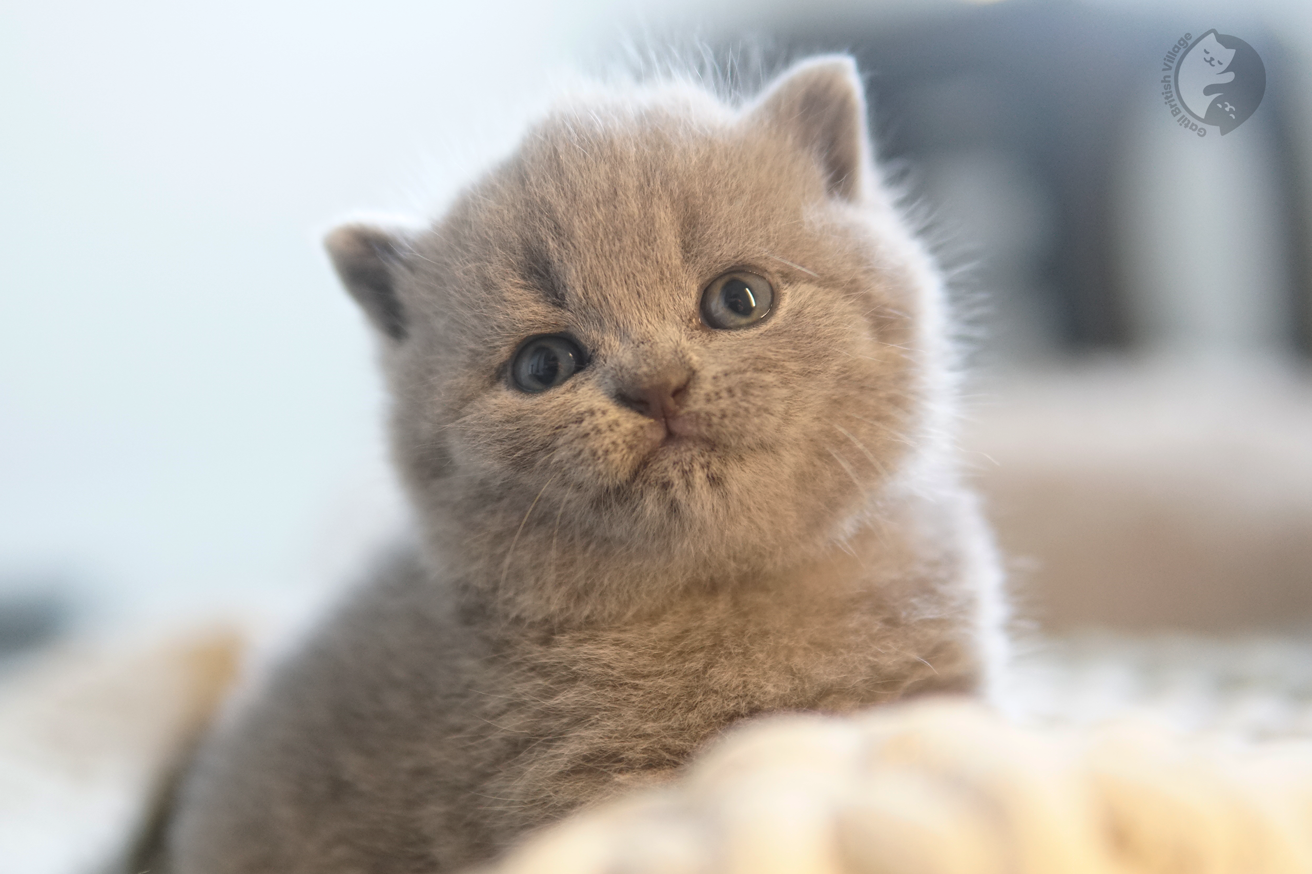 Kitten lying softly and sweetly - photo 73