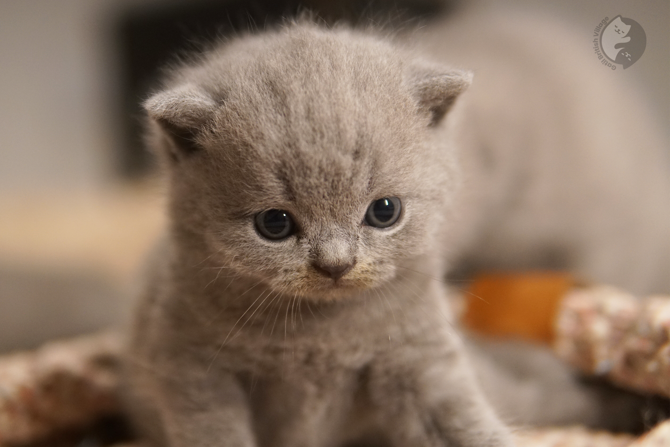 Kitten with raised nose gracefully - photo 74