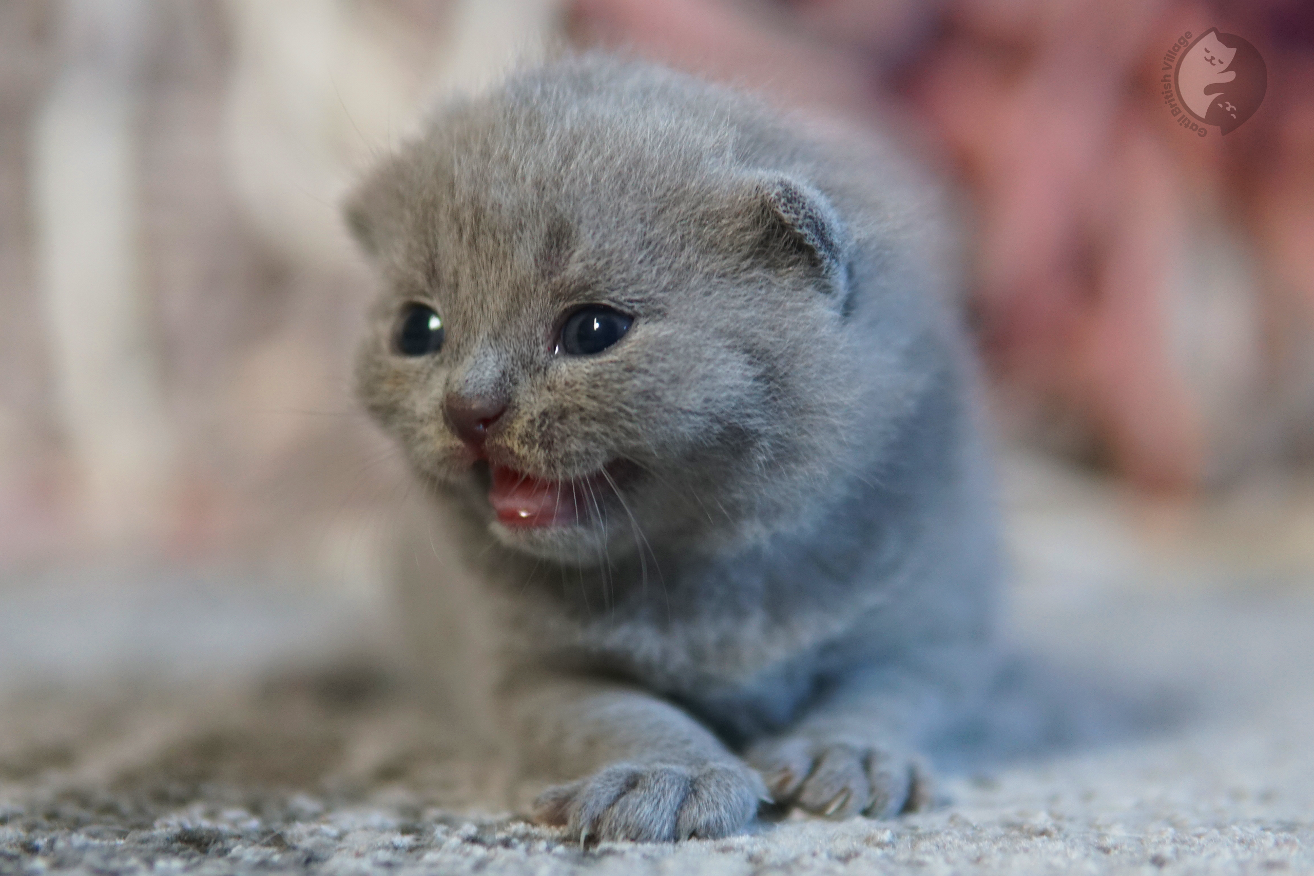 Kitten wrapped in a soft blue blanket - photo 77