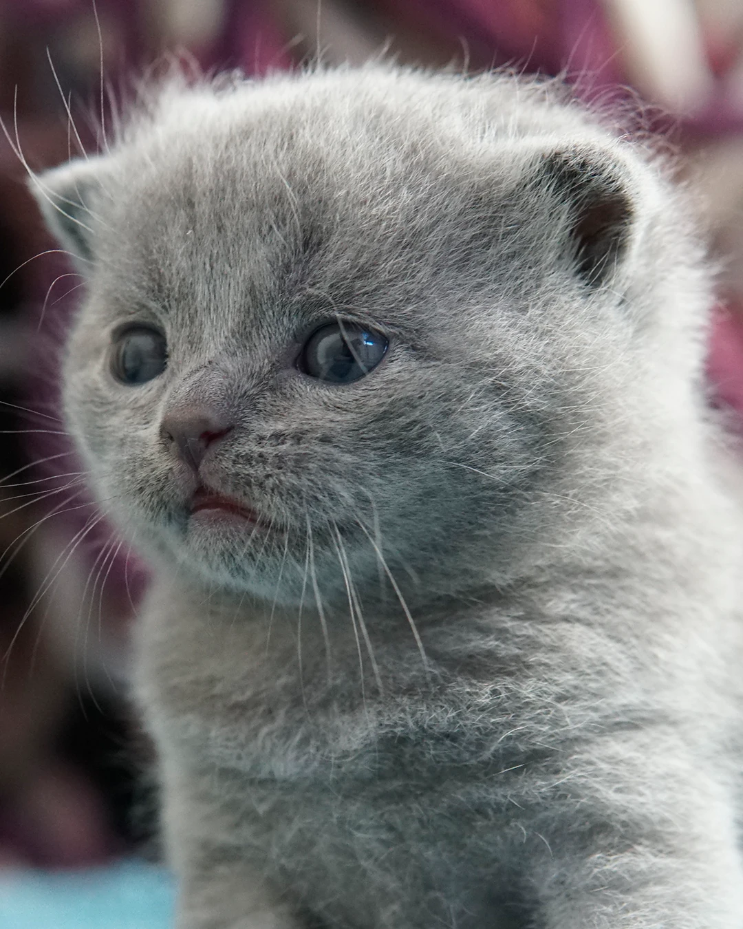 British Shorthair kitten — Ninhada 18 de maio de 2026 — british shorthair hades tamica mai 2026 008