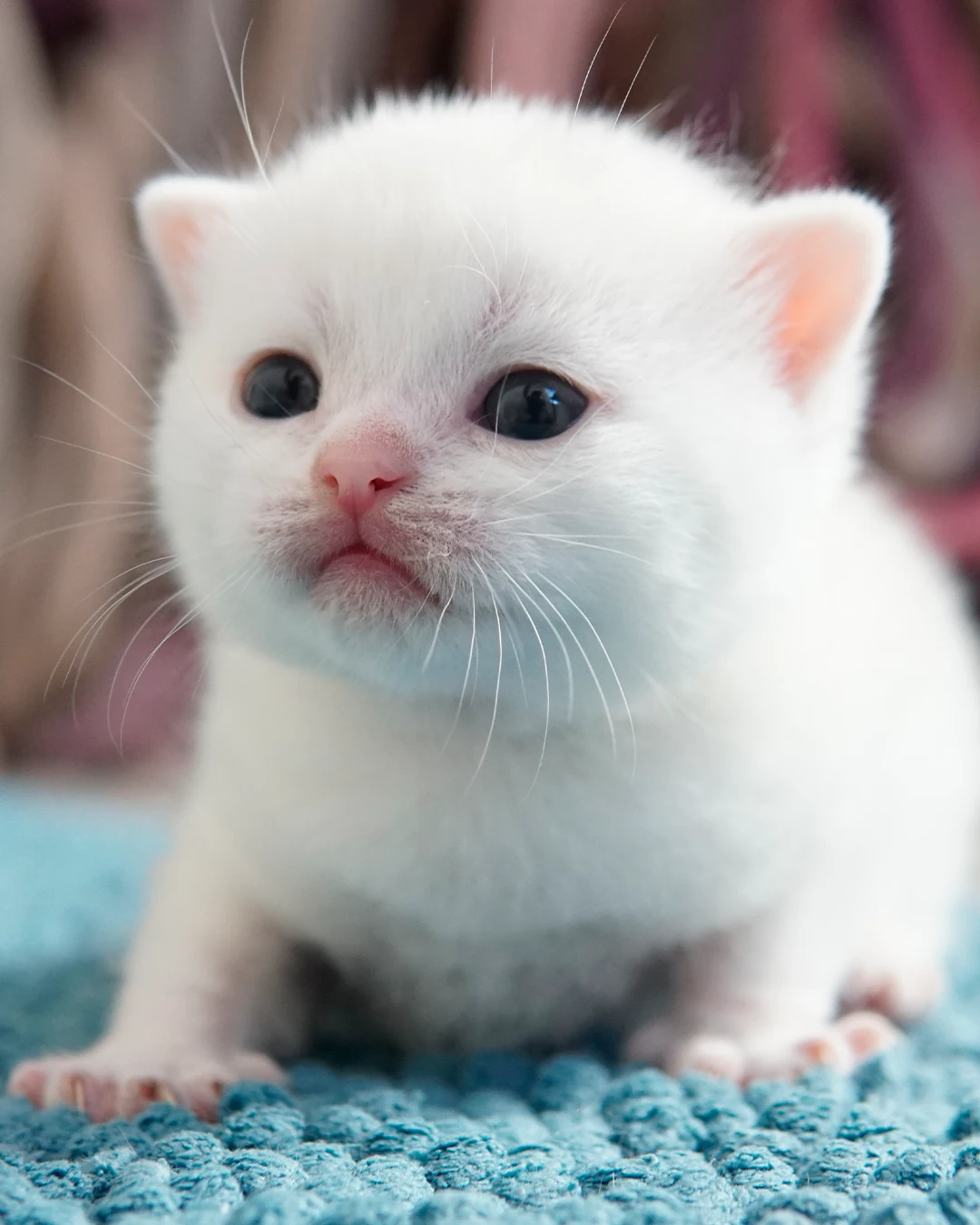 British Shorthair kitten — Ninhada 18 de maio de 2026 — british shorthair hades tamica mai 2026 017