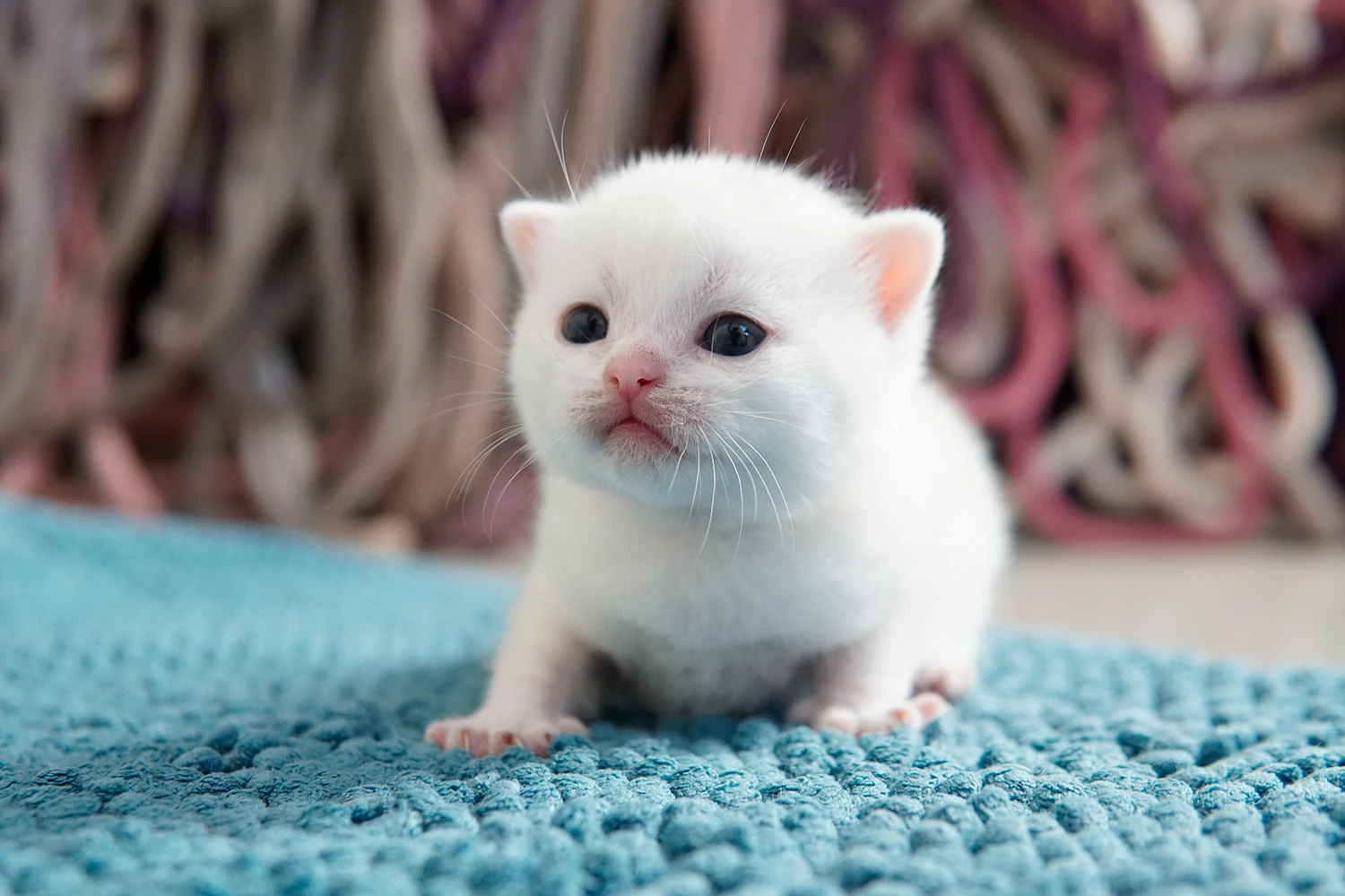 British Shorthair kitten — Ninhada 18 de maio de 2026 — british shorthair hades tamica mai 2026 022