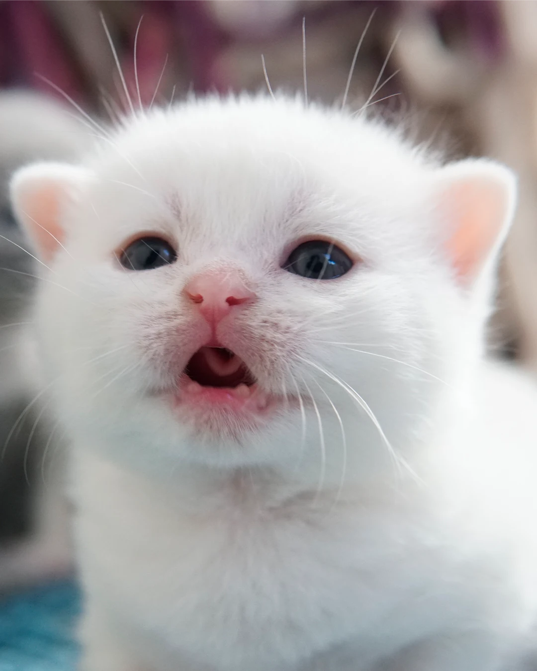 British Shorthair kitten — Ninhada 18 de maio de 2026 — british shorthair hades tamica mai 2026 020