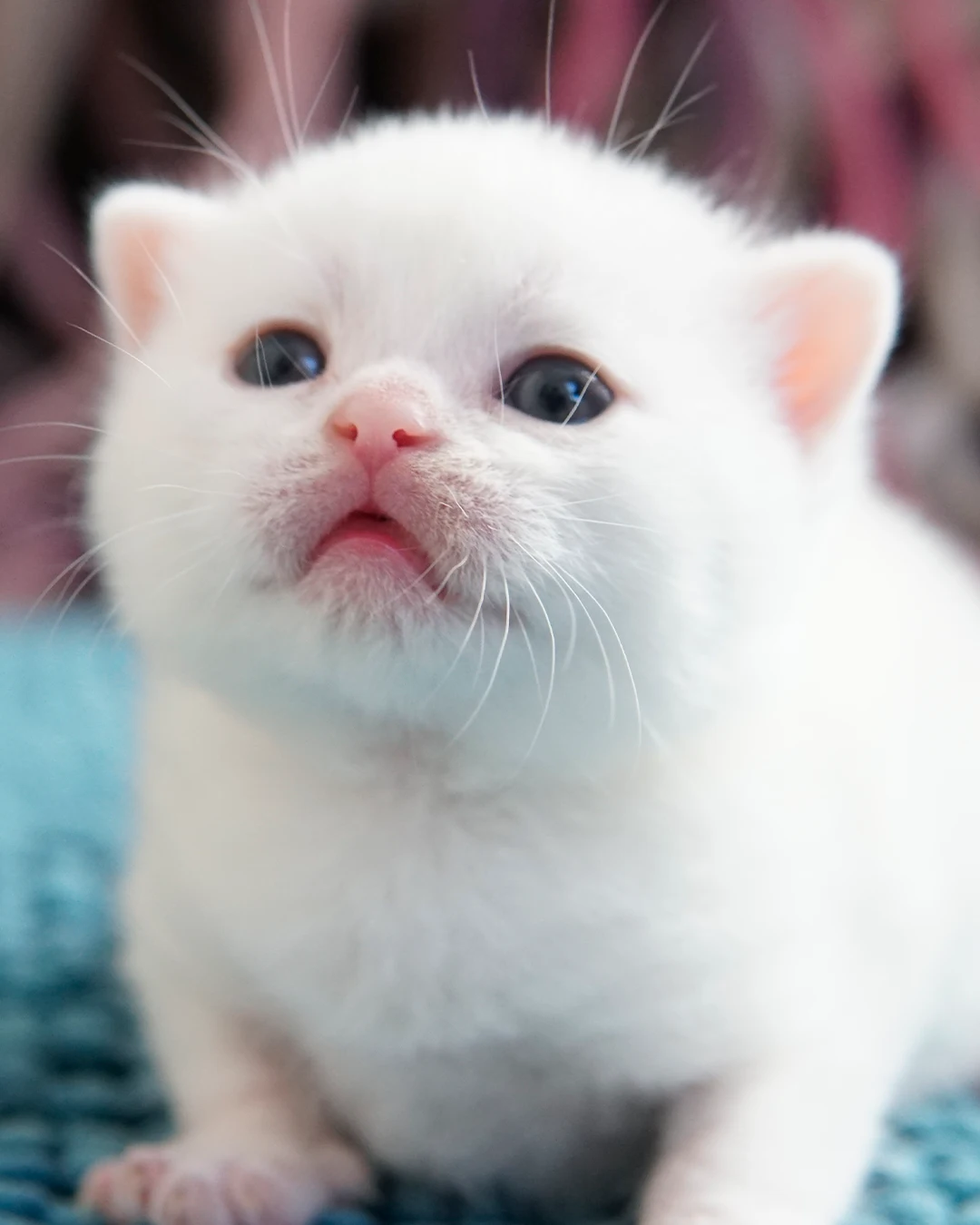 British Shorthair kitten — Ninhada 18 de maio de 2026 — british shorthair hades tamica mai 2026 012