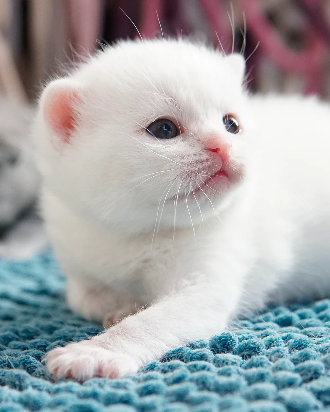 British Shorthair kitten — Ninhada 18 de maio de 2026 — british shorthair hades tamica mai 2026 003
