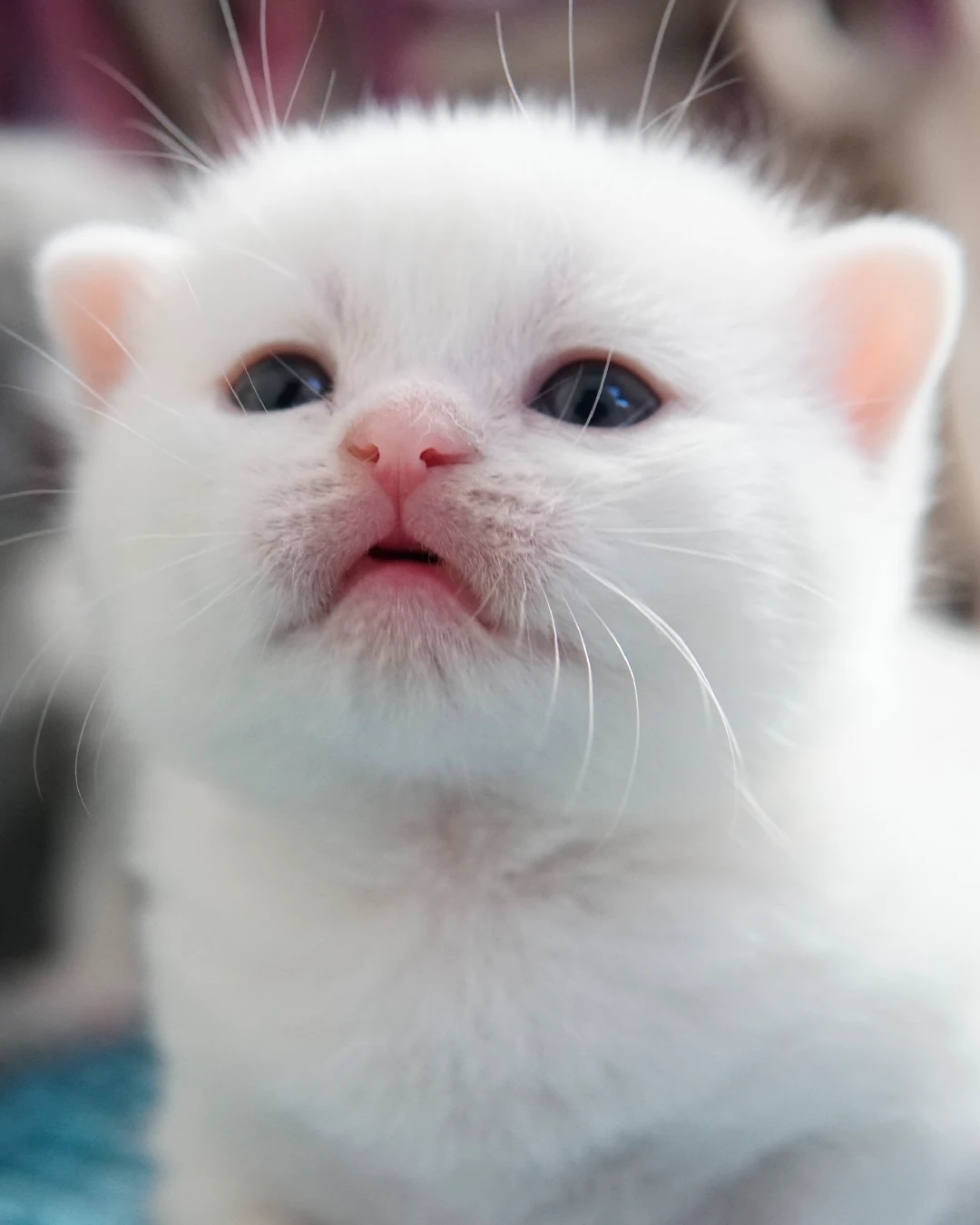 British Shorthair kitten — Ninhada 18 de maio de 2026 — british shorthair hades tamica mai 2026 021