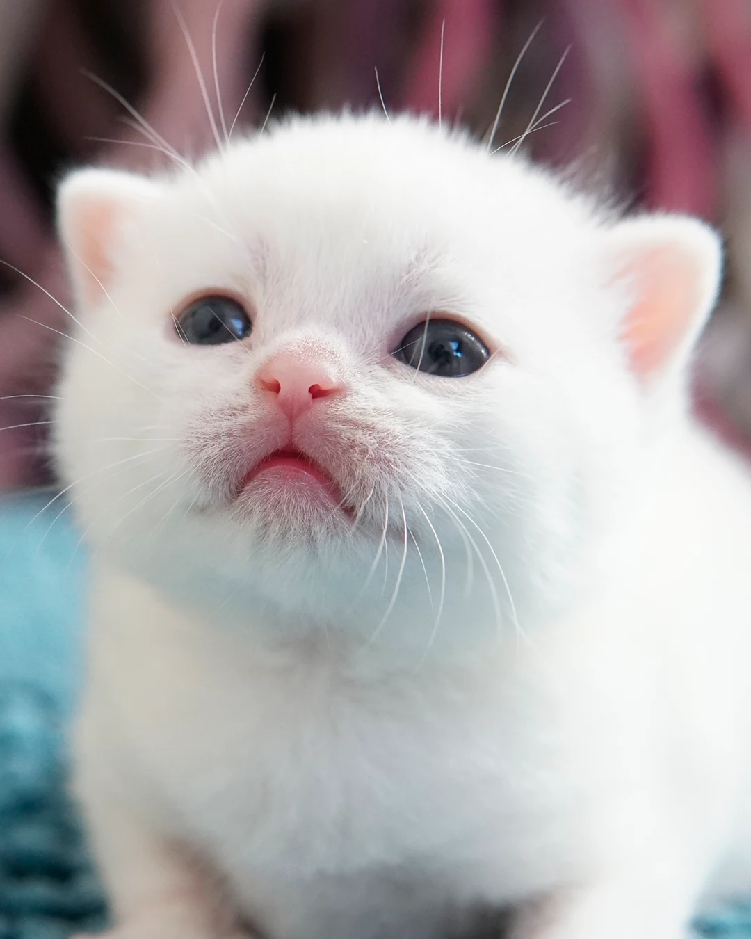 British Shorthair kitten — Ninhada 18 de maio de 2026 — british shorthair hades tamica mai 2026 013