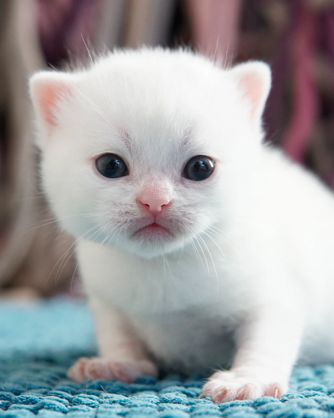 British Shorthair kitten — Ninhada 18 de maio de 2026 — british shorthair hades tamica mai 2026 014