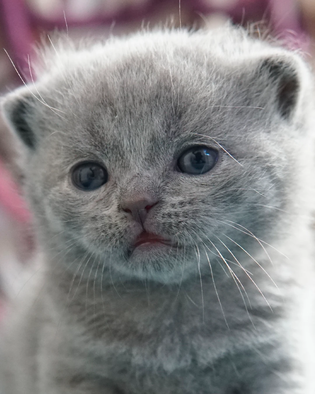 British Shorthair kitten — Ninhada 18 de maio de 2026 — british shorthair hades tamica mai 2026 006