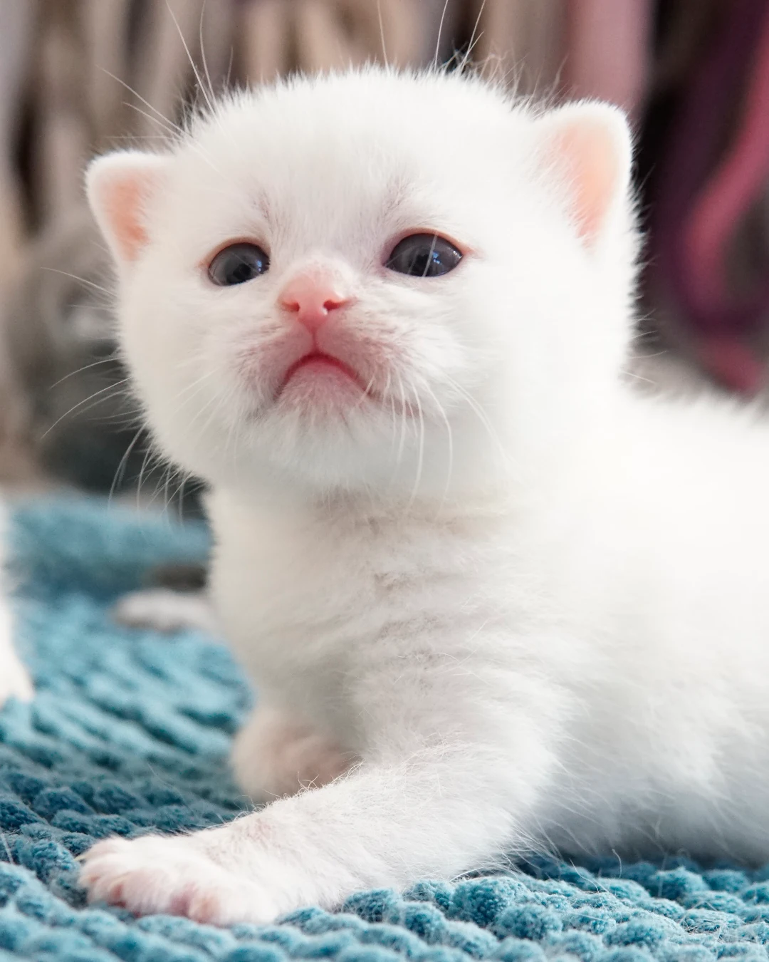 British Shorthair kitten — Ninhada 18 de maio de 2026 — british shorthair hades tamica mai 2026 005