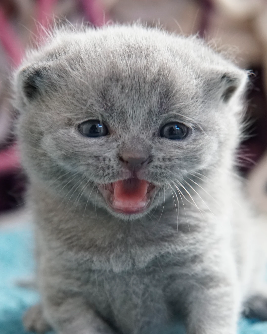 British Shorthair kitten — Ninhada 18 de maio de 2026 — british shorthair hades tamica mai 2026 009
