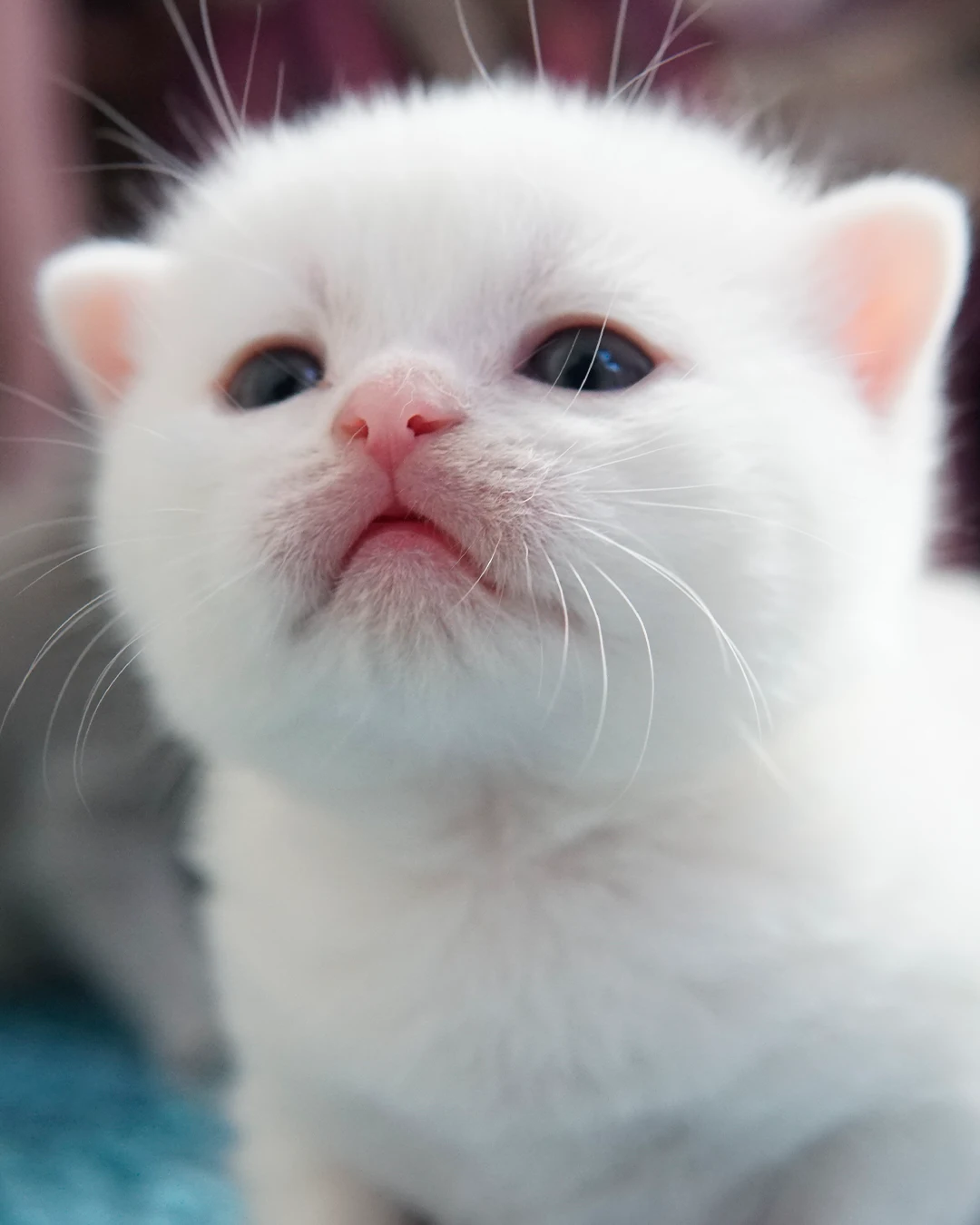 British Shorthair kitten — Ninhada 18 de maio de 2026 — british shorthair hades tamica mai 2026 018