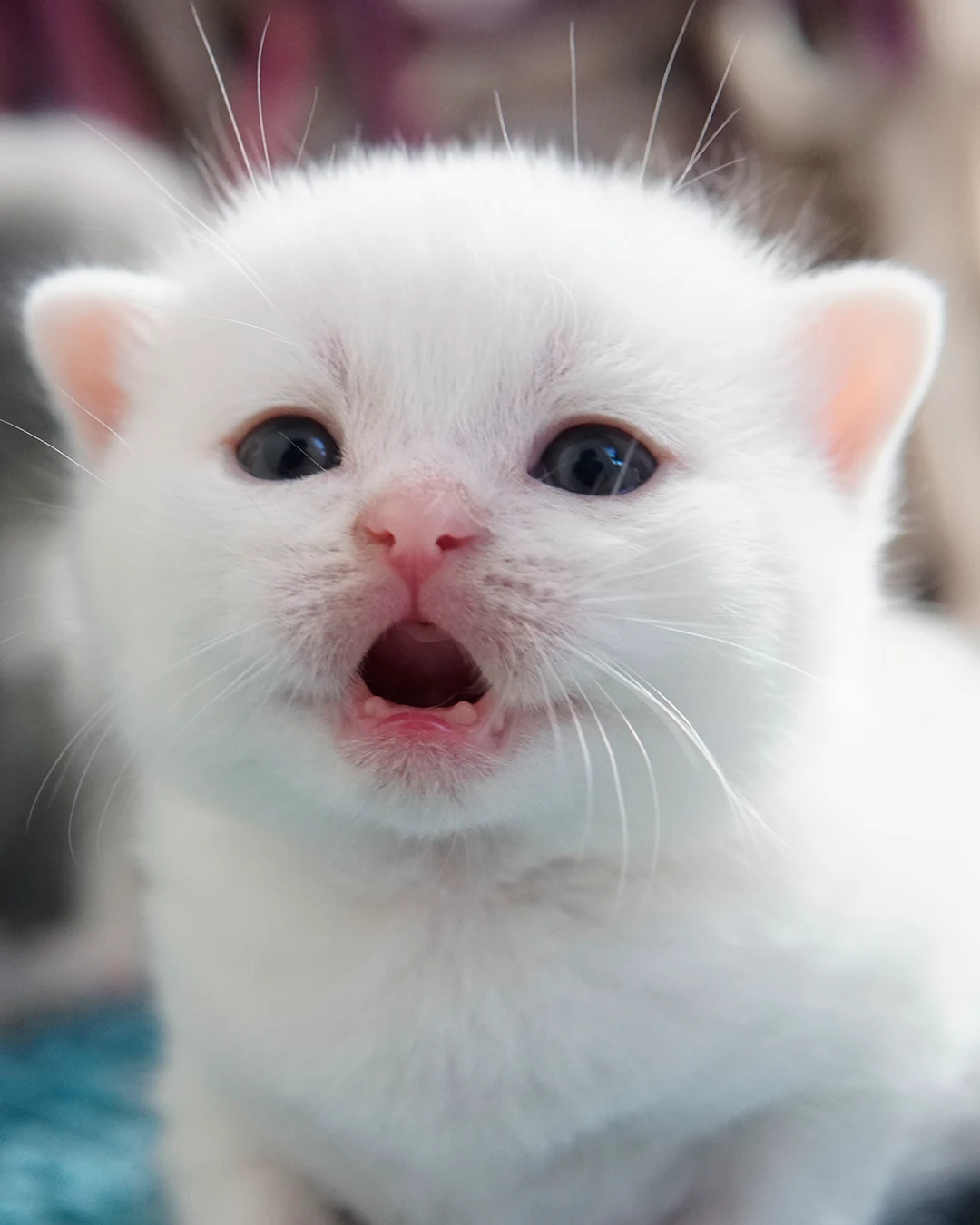 British Shorthair kitten — Ninhada 18 de maio de 2026 — british shorthair hades tamica mai 2026 019