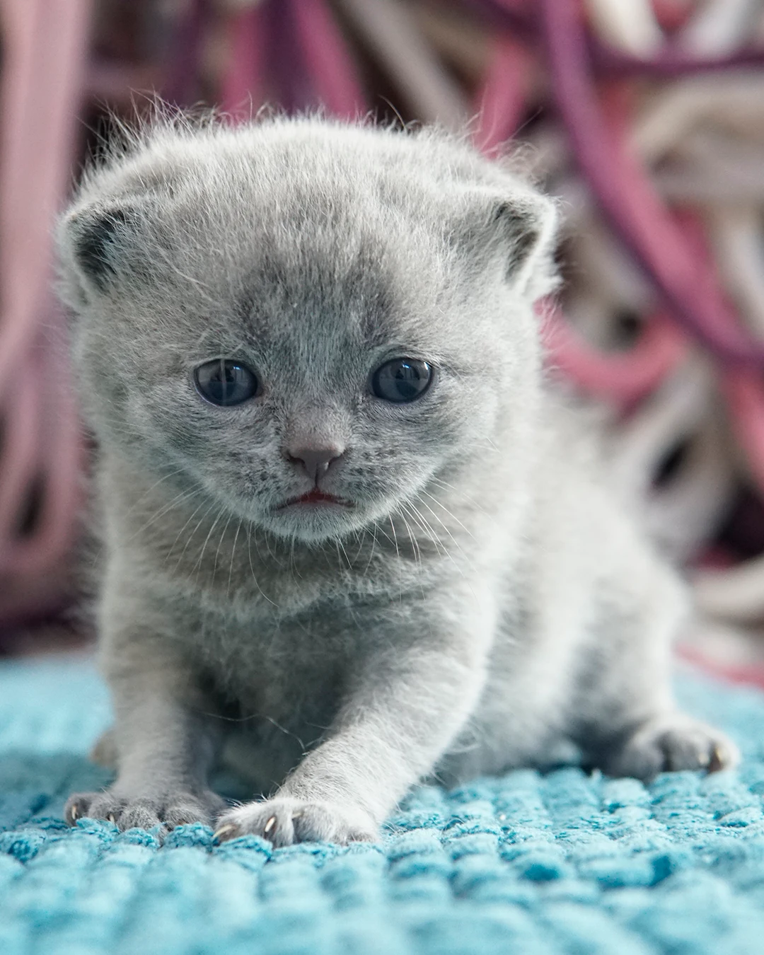 British Shorthair kitten — Ninhada 18 de maio de 2026 — british shorthair hades tamica mai 2026 002