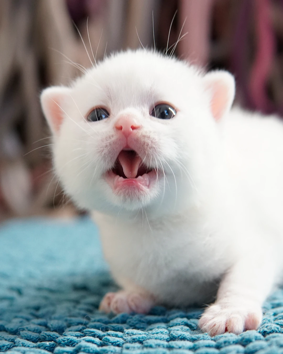 British Shorthair kitten — Ninhada 18 de maio de 2026 — british shorthair hades tamica mai 2026 010