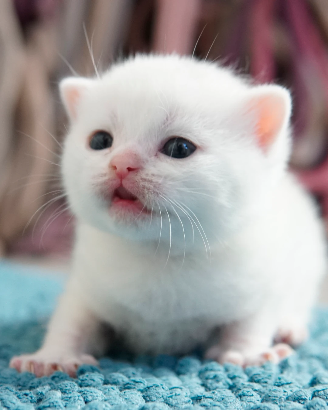 British Shorthair kitten — Ninhada 18 de maio de 2026 — british shorthair hades tamica mai 2026 016