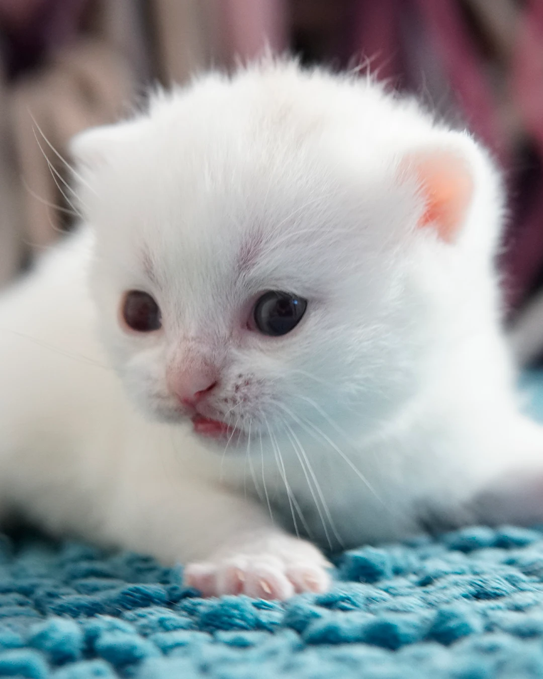 British Shorthair kitten — Ninhada 18 de maio de 2026 — british shorthair hades tamica mai 2026 001