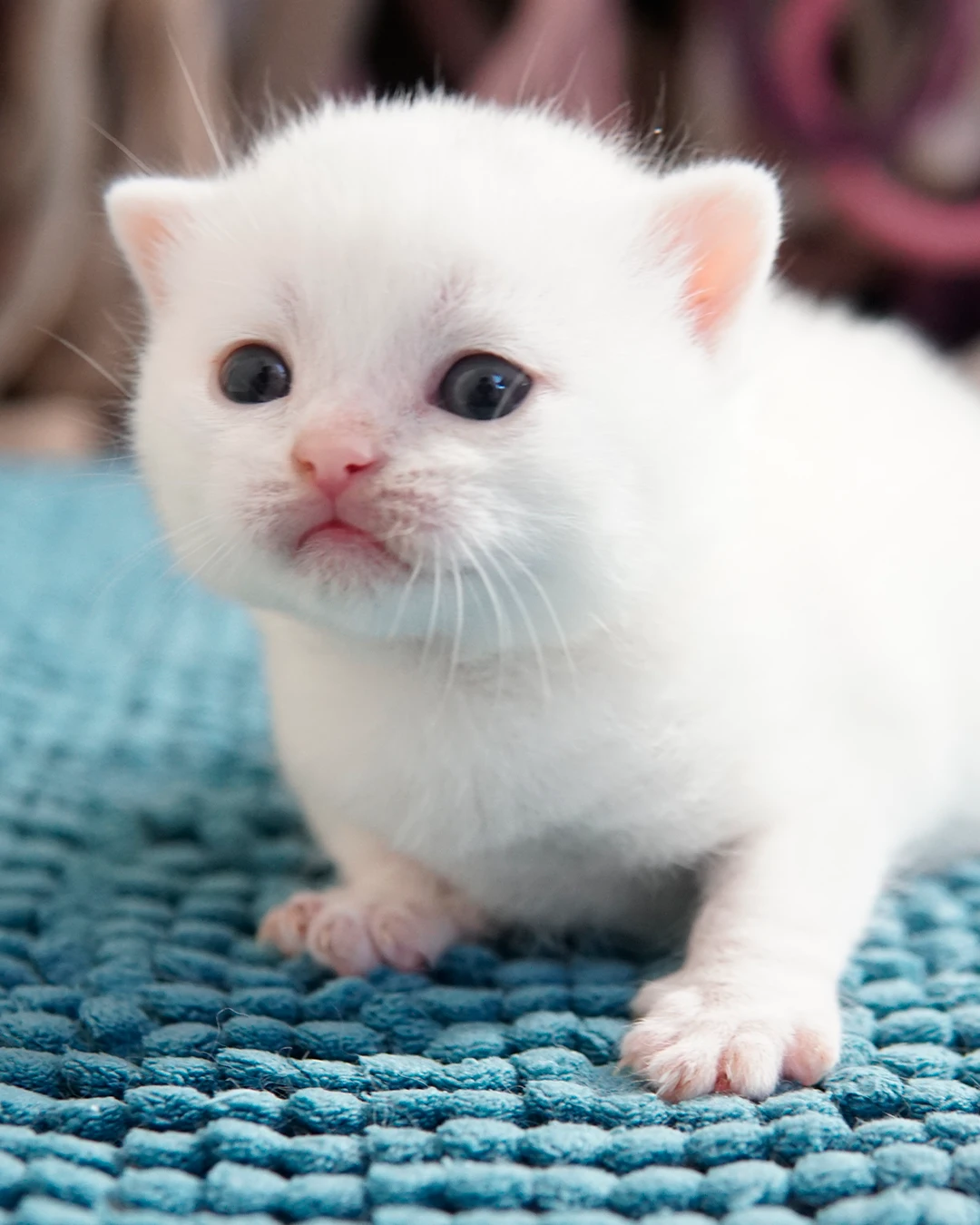 British Shorthair kitten — Ninhada 18 de maio de 2026 — british shorthair hades tamica mai 2026 011