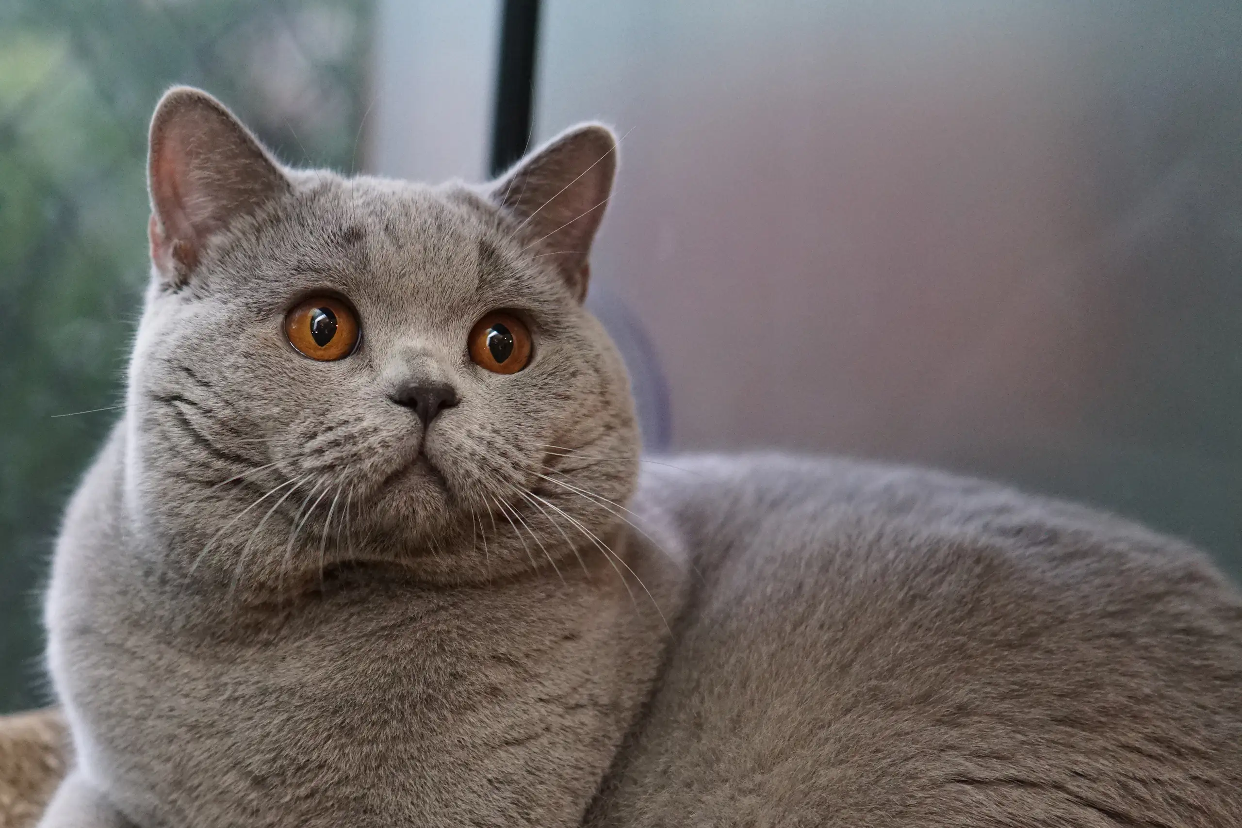 British Shorthair cat resting on a cozy blanket